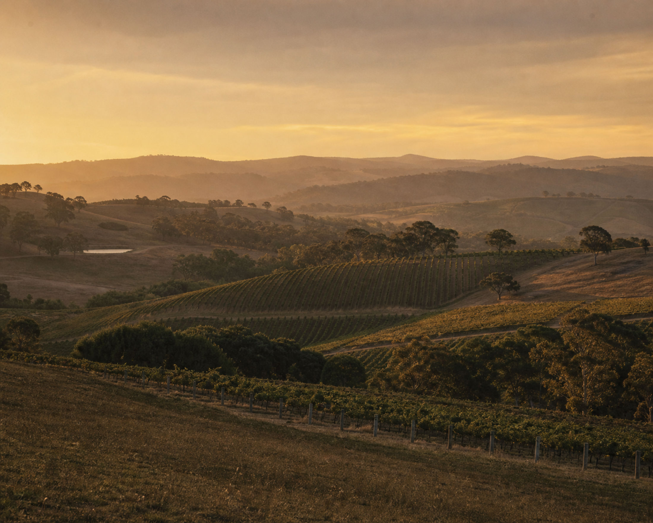 Vineyard country in the Adelaide Hills, South Australia, at golden hour